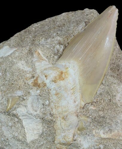 Otodus Shark Tooth Fossil In Rock - Eocene #47731